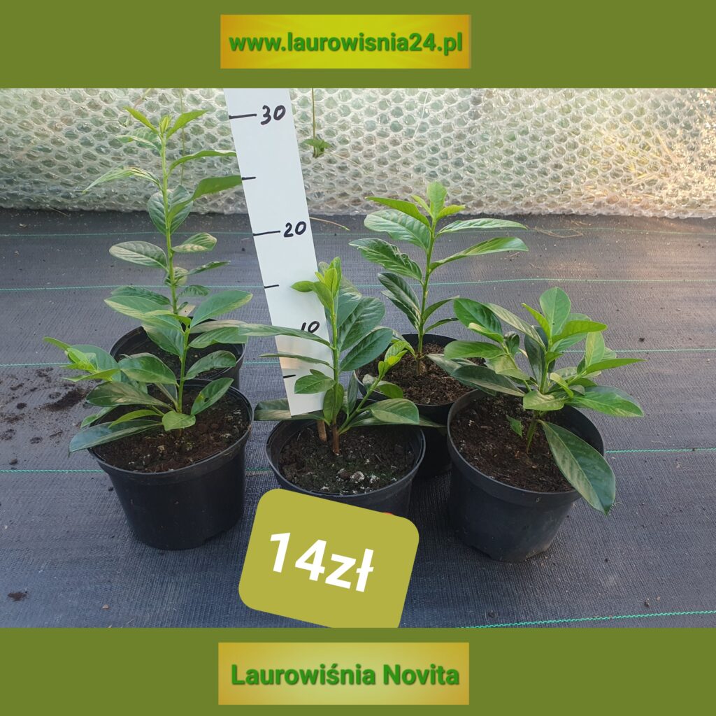 Uprawiam na sprzedaż Sadzonki laurowiśni 
