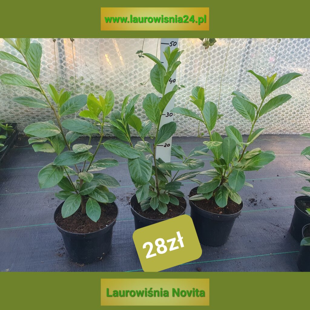 Sprzedajemy Sadzonki laurowiśni  w województwie łódzkim, Koło wielunia.