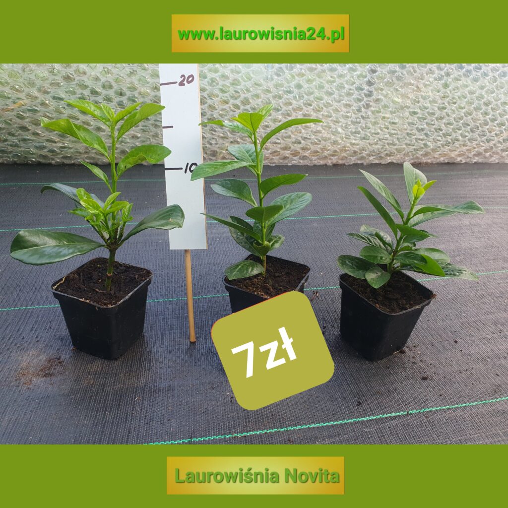 Sadzonki laurowiśni w nowej cenie