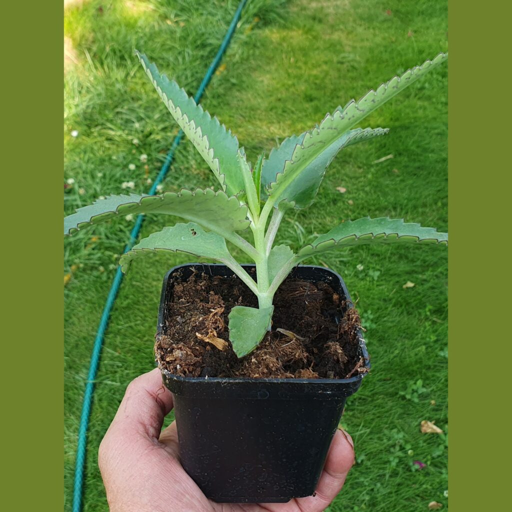 Żyworódka lecznicza i jej zastosowania w leczeniu